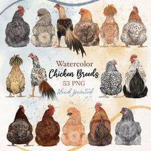 Clipart aquarelle de races de poulet. Clipart coq. Sublimation de poulet. Animaux de la ferme. Créateur de portraits. Paquet de poulet. Fichier PNG de poulet