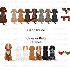 May include: A digital illustration featuring a row of eight Dachshund dogs seen from behind, followed by a row of seven Cavalier King Charles Spaniels seen from behind. The image includes various small scarves and bandanas for the dogs.