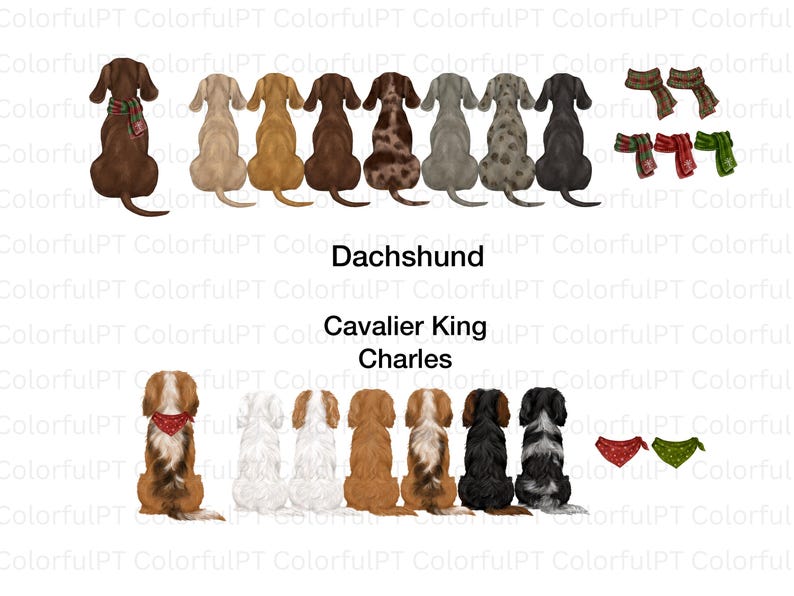 May include: A digital illustration featuring a row of eight Dachshund dogs seen from behind, followed by a row of seven Cavalier King Charles Spaniels seen from behind. The image includes various small scarves and bandanas for the dogs.