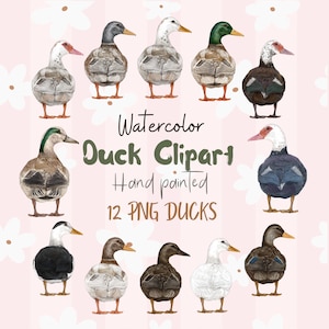 Aquarel eend clipart. Wilde eend, png. Gans illustratie. Handgeschilderde eenden. Eendje png. Witte eend, png. Boerderijdieren. Ganzenrassen