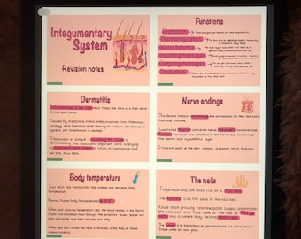 The Integumentary System: Revision Flashcards [digital download]