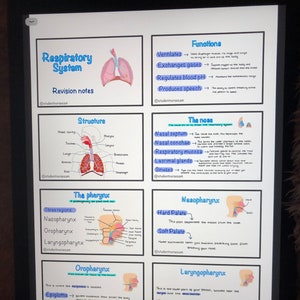 Flashcard sul sistema respiratorio [copia digitale]