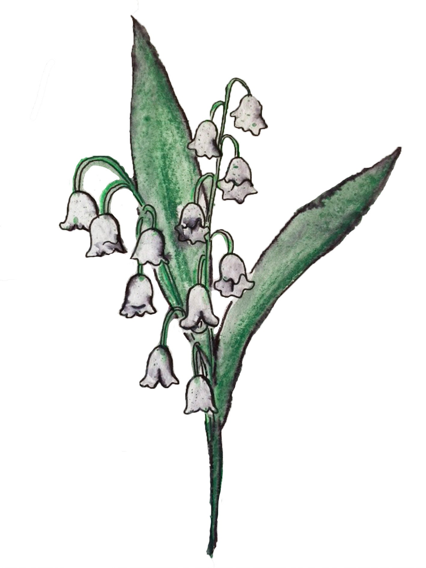 Lily of the Valley May Birth Flower Print Etsy