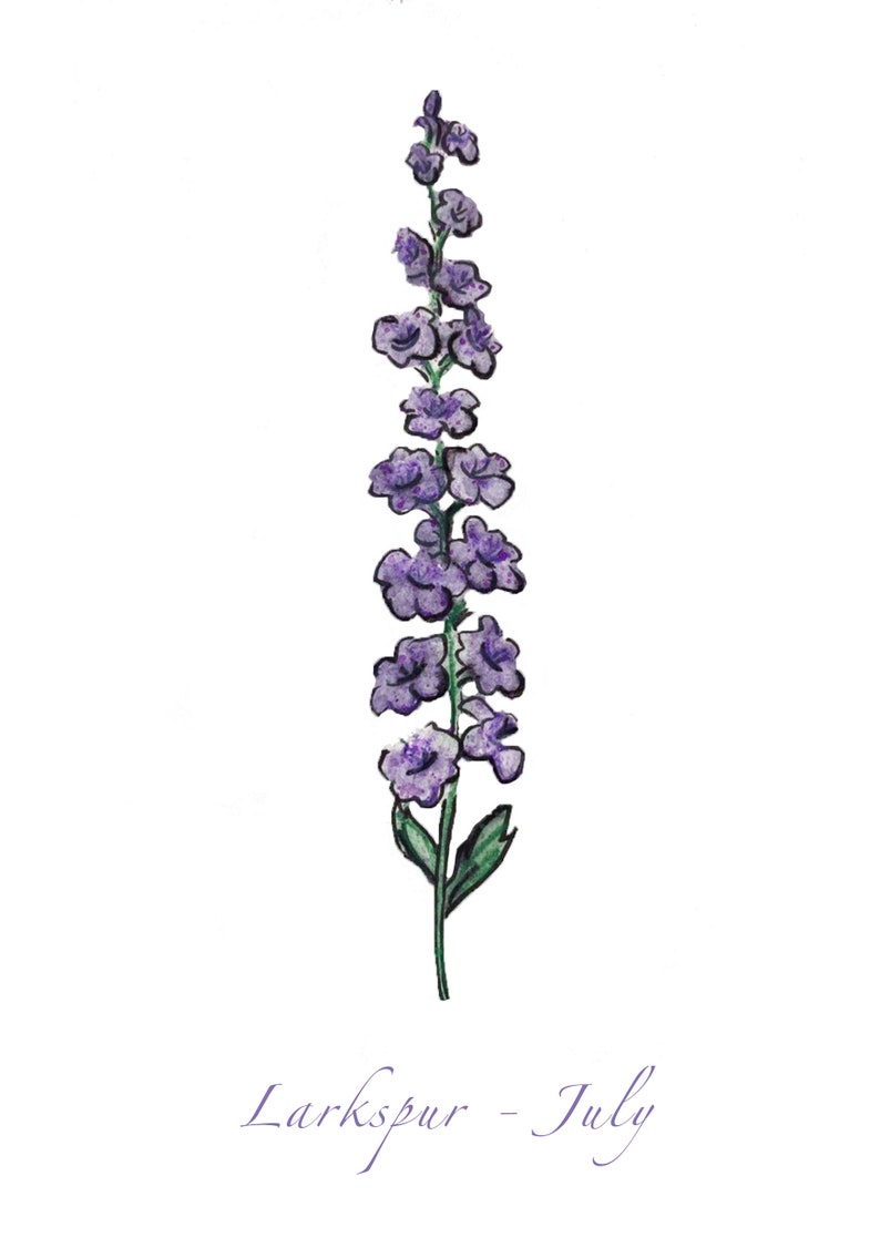 Larkspur July Birth Flower Print Etsy