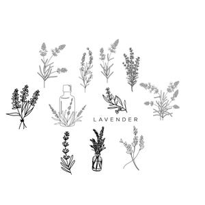 Paquete de lavanda, archivo PNG SVG - Descargar archivo de trazador - Archivo de trazador - Flores, flores, botánicas, florales, arte lineal