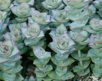 3X Crassula Perforata String of Buttons Ivory Tower Succulent Cuttings 4 Inches