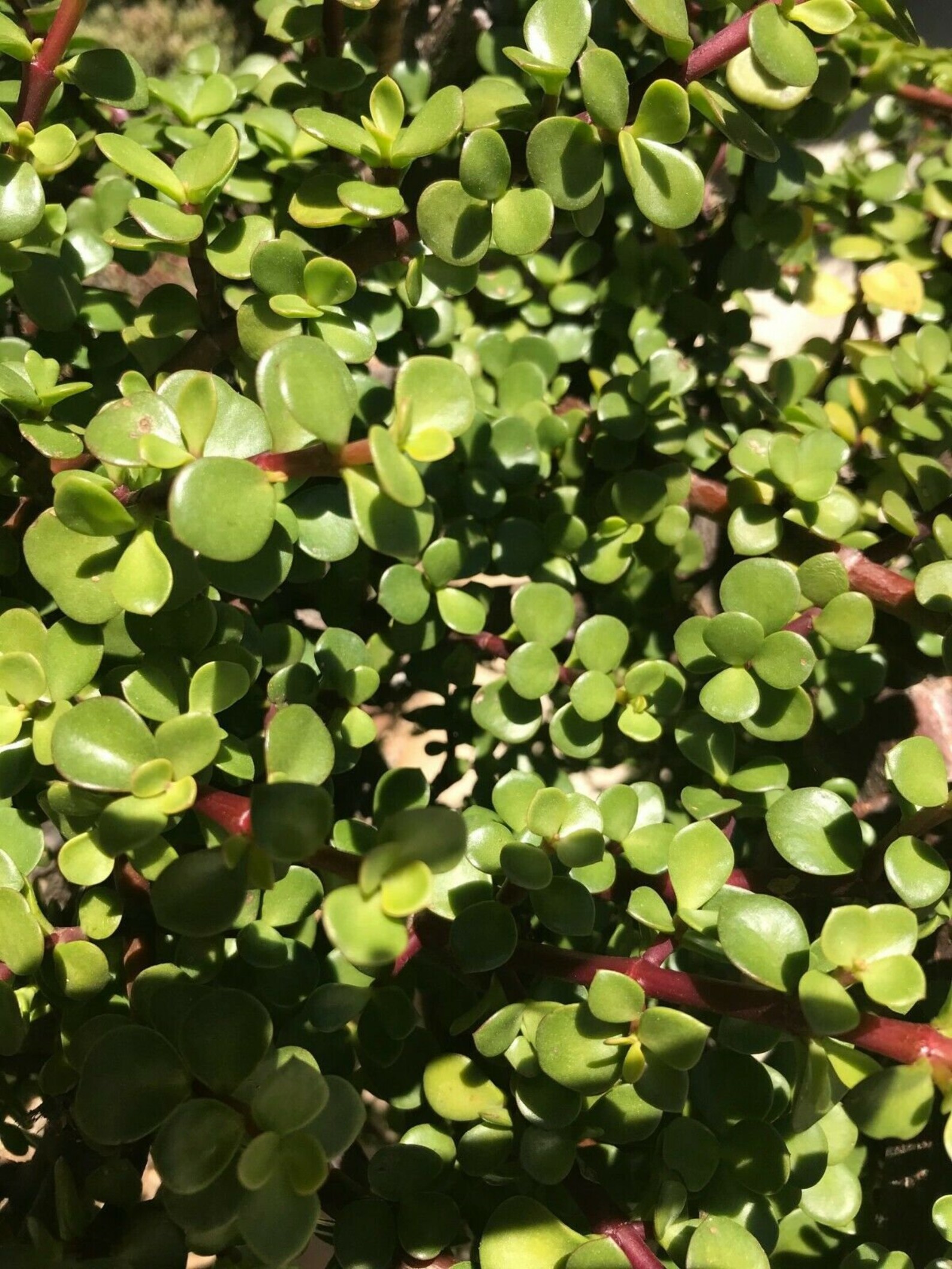 3X Elephant BushDwarf Jade Succulent5 Inch Plant Cuttings