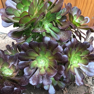 Aeonium Hybrid Tenerife Rose New Cultivar | Zwartkop but smaller |Fast Growing Bronze & Green with lots of Babies-- Rosette Cuttings