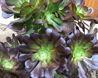 Aeonium Hybrid Tenerife Rose New Cultivar | Zwartkop but smaller |Fast Growing Bronze & Green with lots of Babies-- Rosette Cuttings