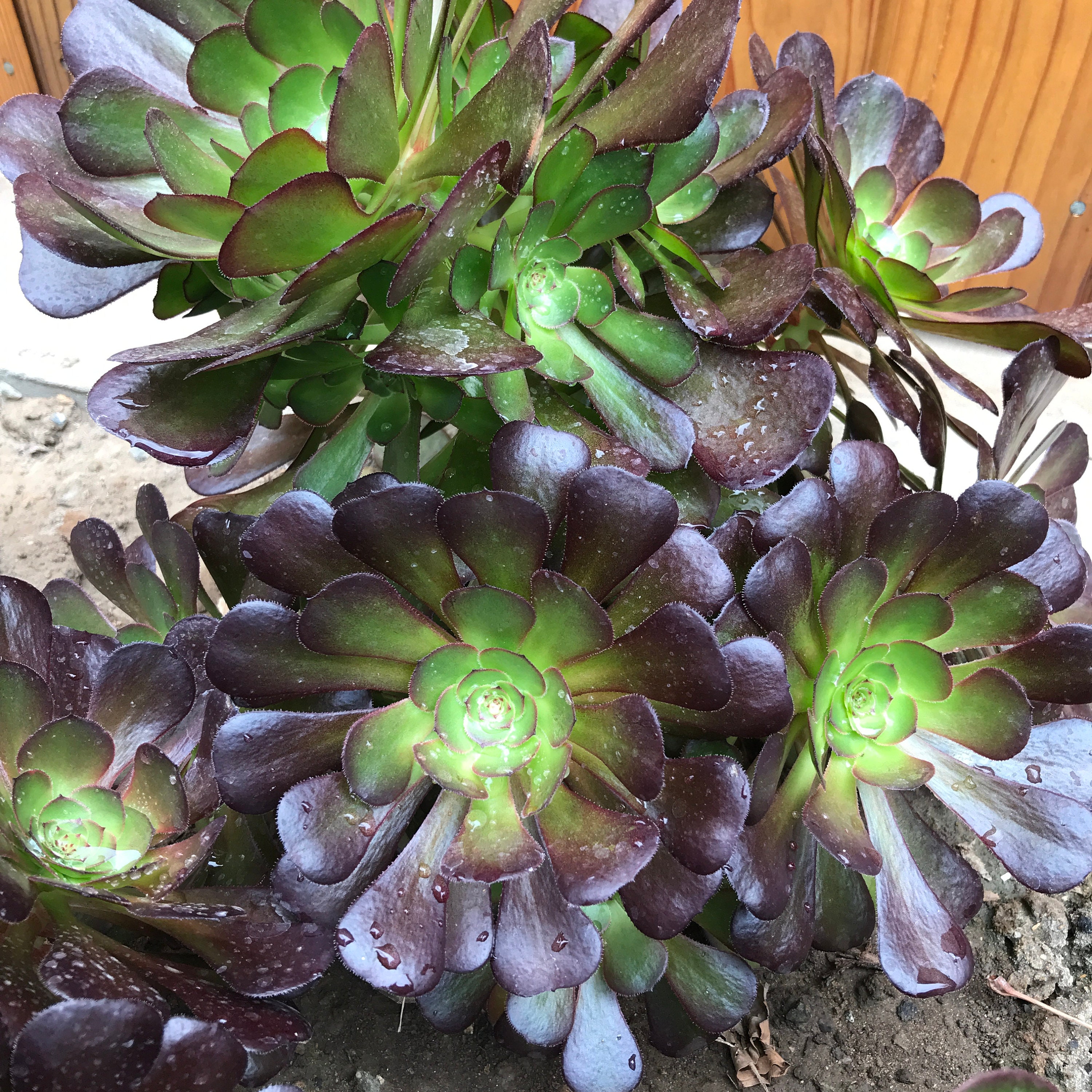 Aeonium Hybrid Tenerife Rose New Cultivar Zwartkop but - Etsy