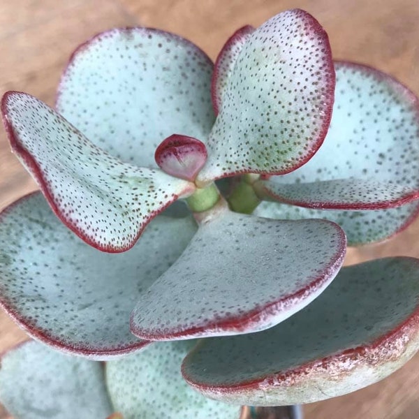 Silver Dollar Jade Crassula arborescens Plant Cuttings Common Names: Chinese Jade; Silver Dollar Plant; Silver Jade Plant