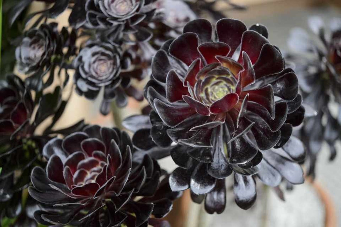 Black Rose Aeonium Zwartkop Schwarzkopf Succulent Cuttings - Etsy