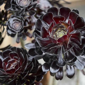 Aeonium Arboreum Zwartkop Schwarzkopf | Black Rose | Succulent Cuttings Rosette with Stem