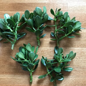 Live Jade Plant --Crassula Ovata Succulent Deep Green --Huge 8&quot; Cuttings