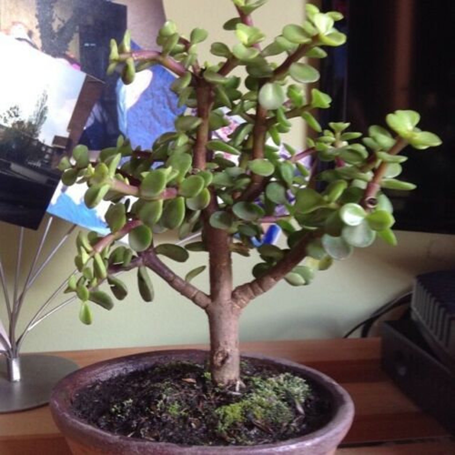 Elephant BushDwarf Jade Succulent7 Inch Plant Cuttings Etsy