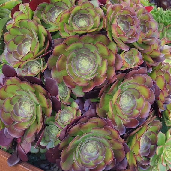 Aeonium Blushing Beauty Rosette Cuttings Color Changing Etsy