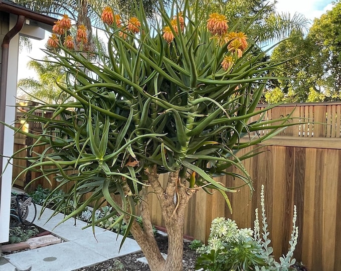 Aloe Tongaensis Medusa Tree Live Cutting Starter Plant From My Etsy UK