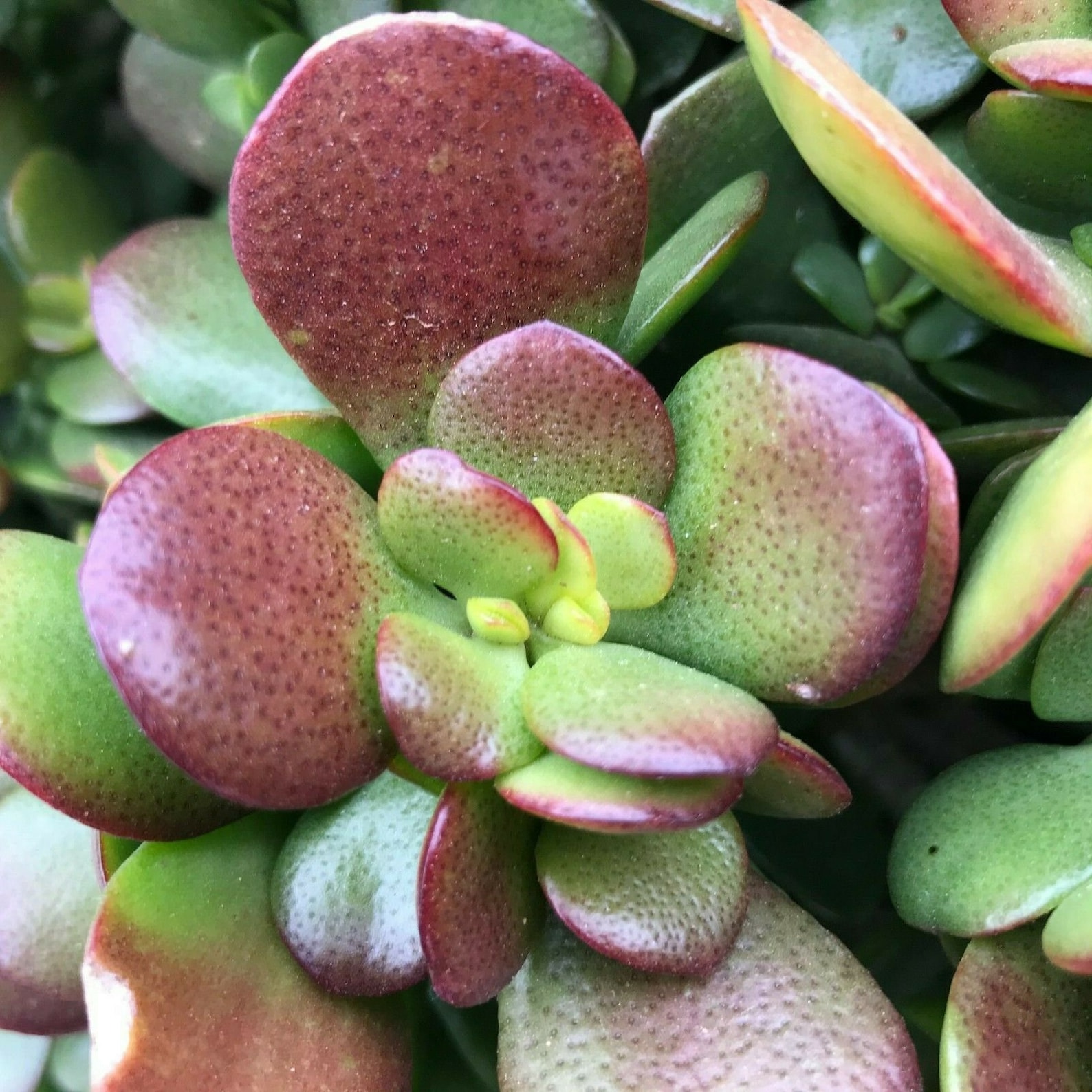 RED AKAI Jade Plant Red Tip Crassula Succulent 2 Etsy