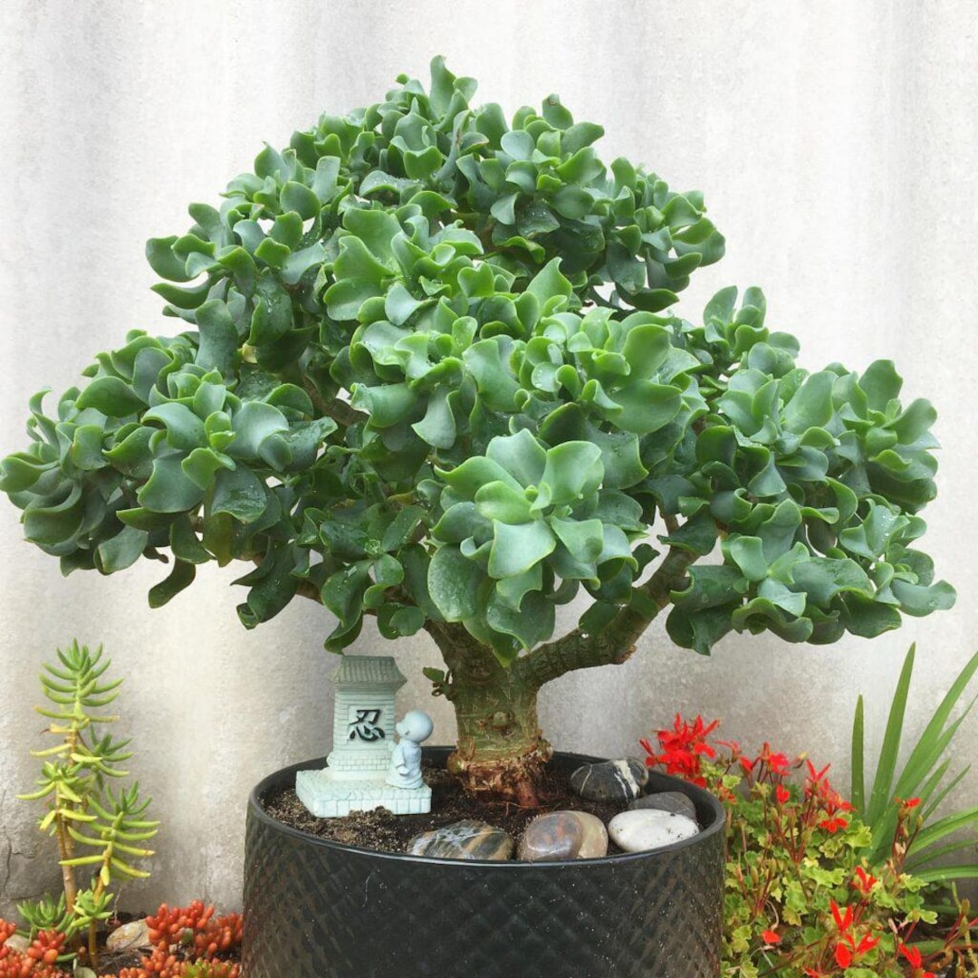 Ripple Jade Wavy Succulent 4+ Inch Cutting or Rooted Pup - Etsy