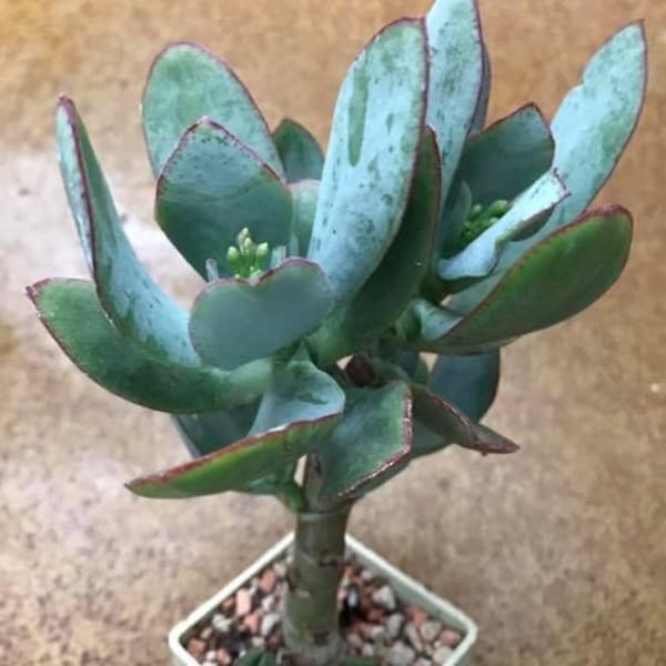 Blue Bird Jade Crassula arborescens undulatifolia Succulent Cactus 5+" Cuttings--Great for Bonsai--AKA Wave Leaf