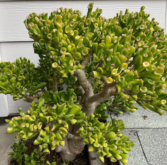 Shrek ET Jade Plant Cuttings | Ogre Ears Succulent | Gollum Jade Crassula  Ovata - Etsy Israel