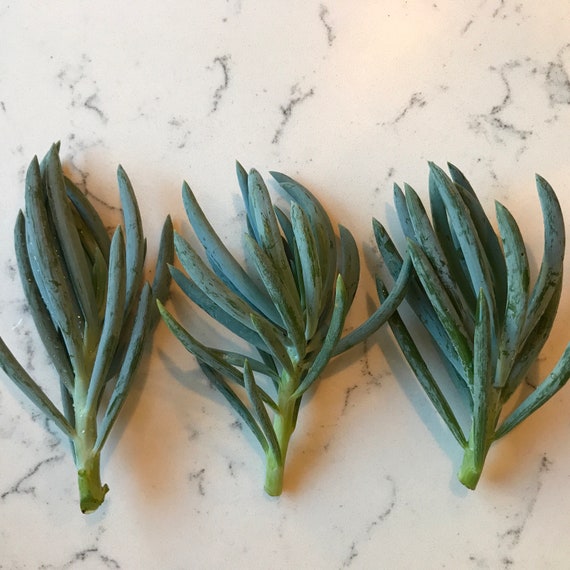 Shop 'Blue Chalk Sticks - Senecio mandraliscae' Care and Info