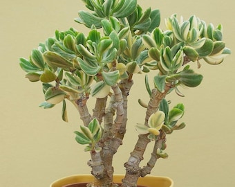 adopt me money tree FAMILY REUNION THEME – JYS Party Decor main image 1