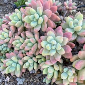May include: A close-up of a cluster of succulent plants with green and pink leaves. The leaves are arranged in a rosette pattern and have a soft, fleshy texture.