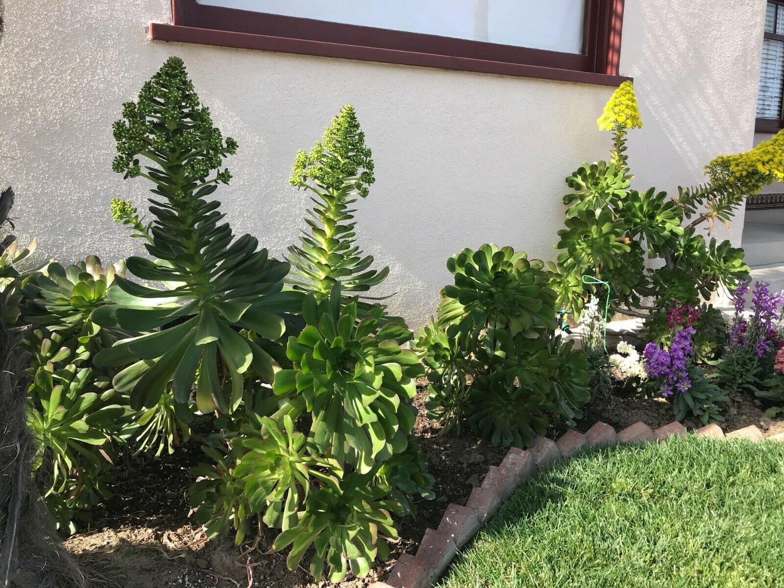 Aeonium Arboreum 'Blush' Succulent Cutting – Large 4-6" Rosettes, Fast-Growing & Drought Resistant