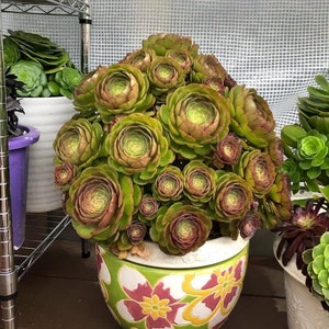 Aeonium Halloween AKA Madeira Rose--Olive Green with Mahagony  Cuttings | super fast growing with lots of babies