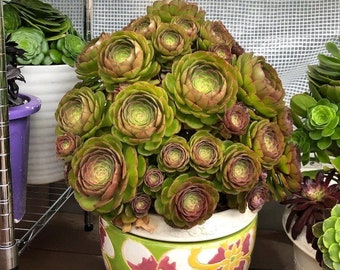 Aeonium Halloween AKA Madeira Rose--Olive Green with Mahagony  Cuttings | super fast growing with lots of babies