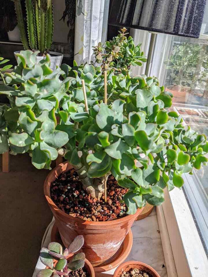 Ripple Wavy Jade Plant Crassula Arborescens undulatifolia