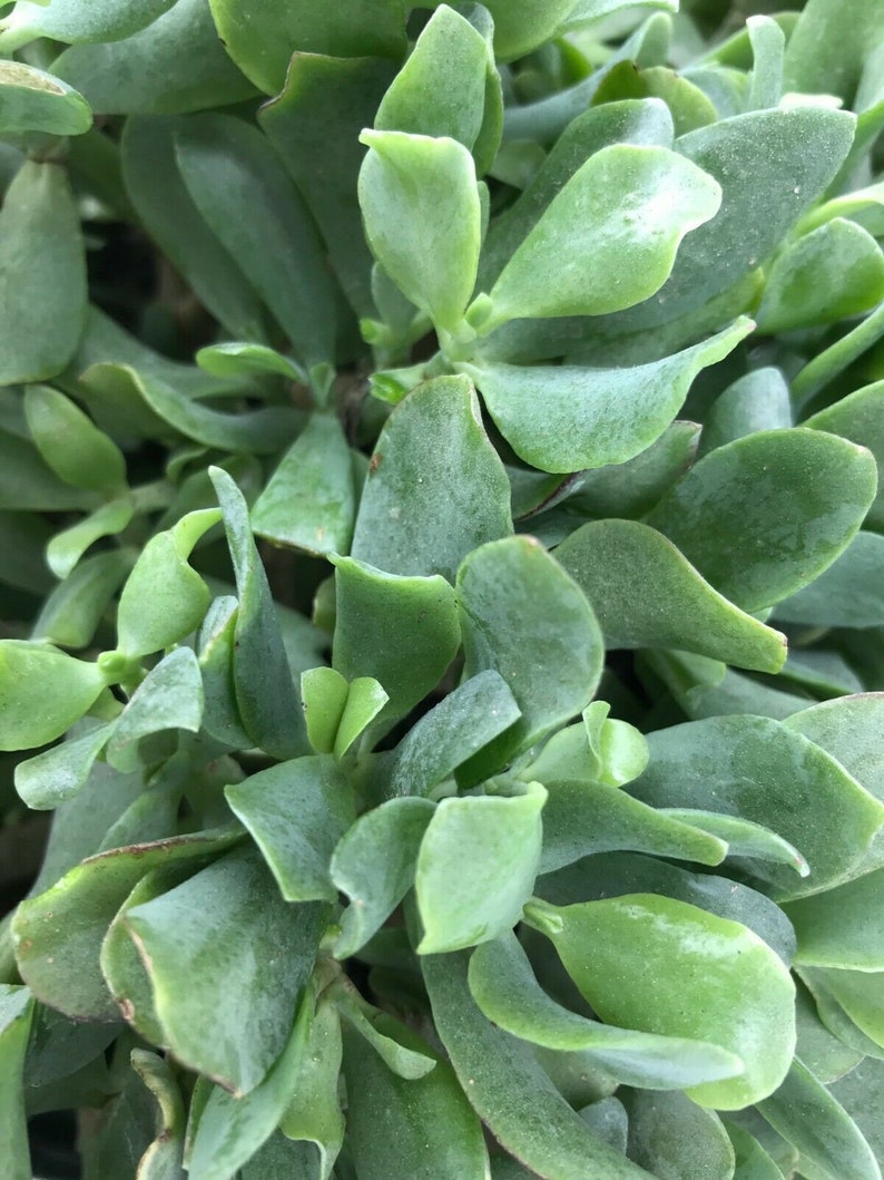 Ripple Wavy Jade Plant Crassula Arborescens undulatifolia
