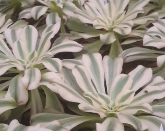 VARIEGATED AEONIUM ARBOREUM-Rosette Cuttings.  Aeonium Luteovariegatum it is similar Sunburst. A Rare Variety that is a Prolific Grower.