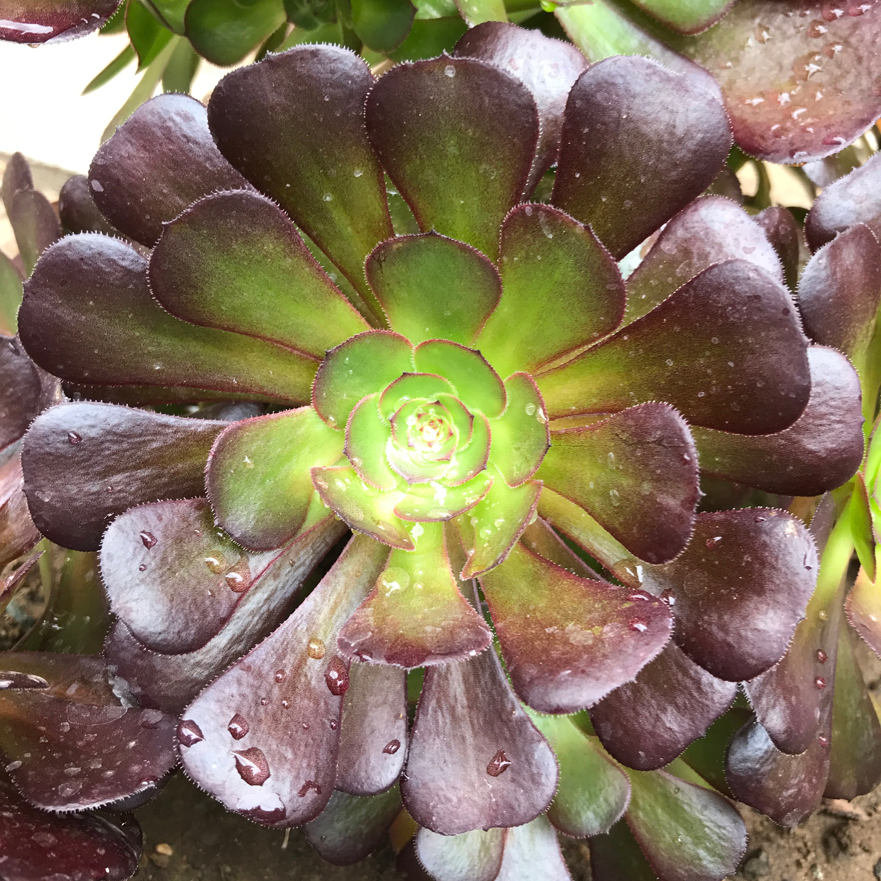 Aeonium Hybrid Tenerife Rose New Cultivar Zwartkop but - Etsy