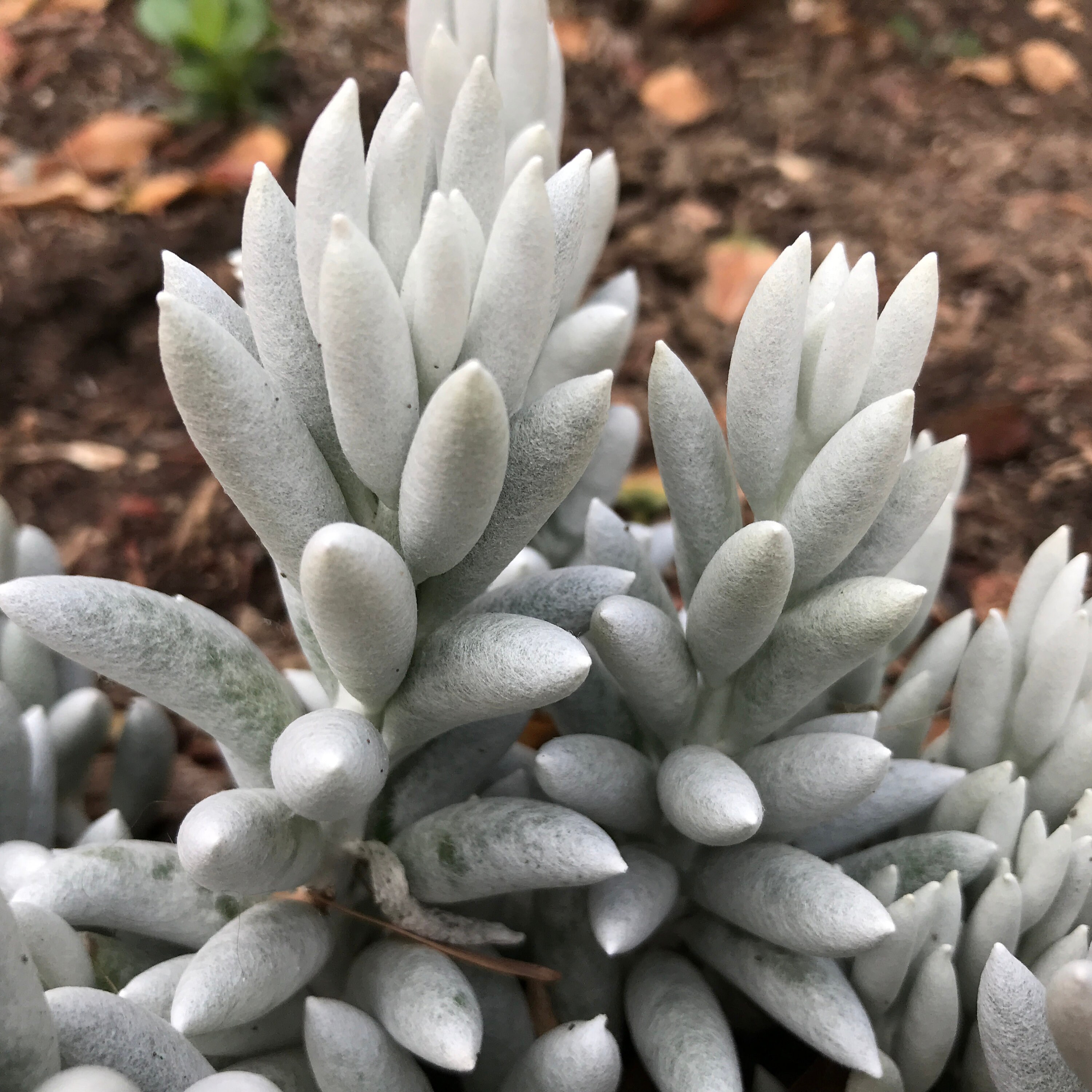 Senecio Haworthii
