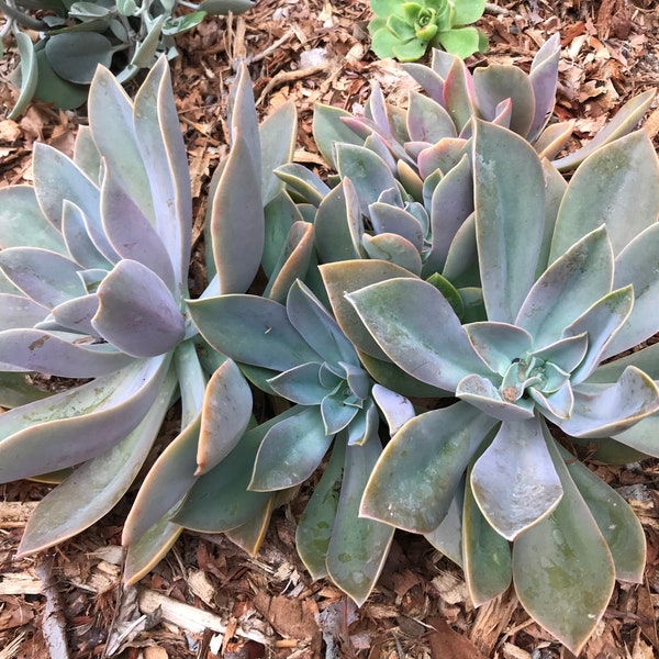 Fred Ives Echeveria Graptoveria Rosette Cuttings Multicolor Succulent