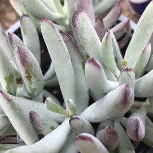 Cotyledon "White Sprite" RARE Live Succulent Cactus Plant Cutting(s) White with Burgundy Tips--4+" in Length