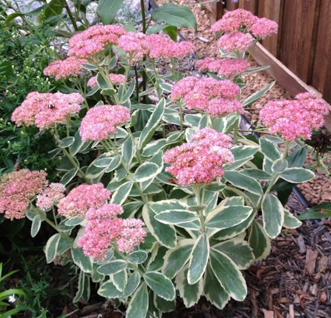 Sedum Autumn Charm StonecropRosette Cutting | Etsy