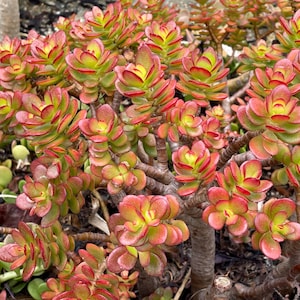 Crosby&#39;s Compact-Dwarf Jade-Crassula Ovata Compacta-Huge Cutting 5+&quot; with Branches