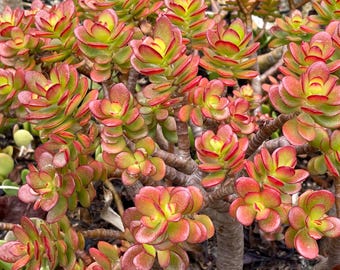 Crosby’s Compact Jade Plant Crassula Ovata Compacta 5”+ Branched Cutting Baby Jade