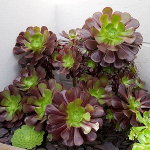 Aeonium VELOUR Cutting | Purple with Green Centers | Fresh Cut | Nice Color, Easy Grow |