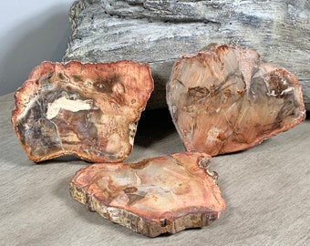 Beautiful Petrified Wood Slabs | Petrified Wood | Fossil