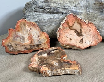 Beautiful Petrified Wood Slabs | Petrified Wood | Fossil