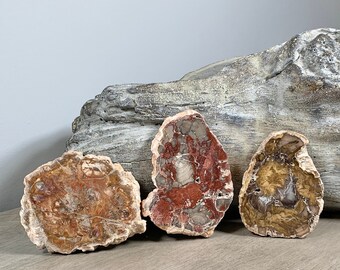 Beautiful Petrified Wood Slabs | Petrified Wood | Fossil