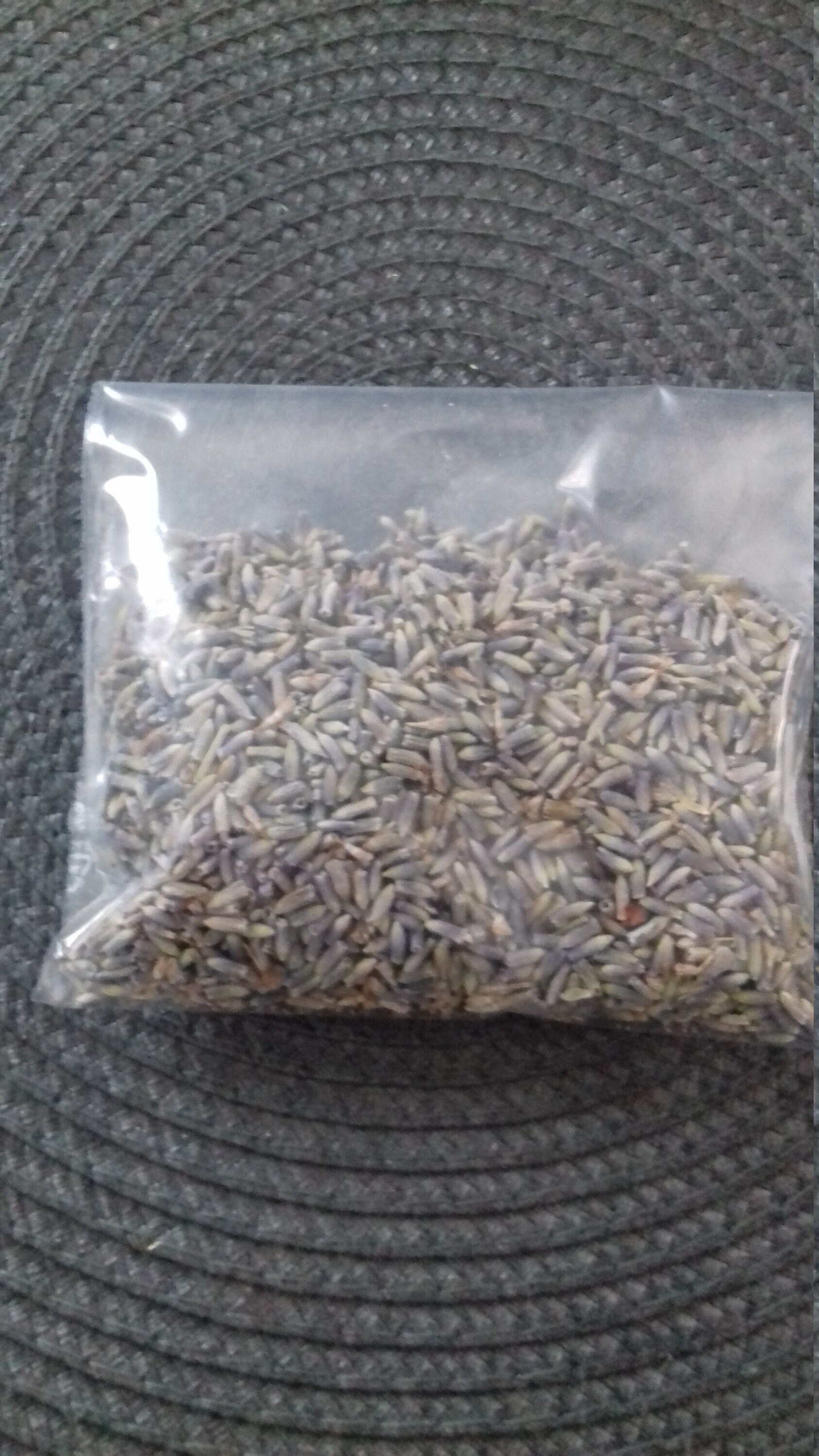 Lavande Lavendula Augustifolia Rituels