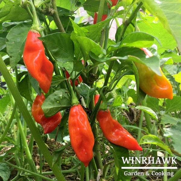 Graines de Piment Végétarien 20 graines - Capsicum Chinense - Piment doux des Antilles