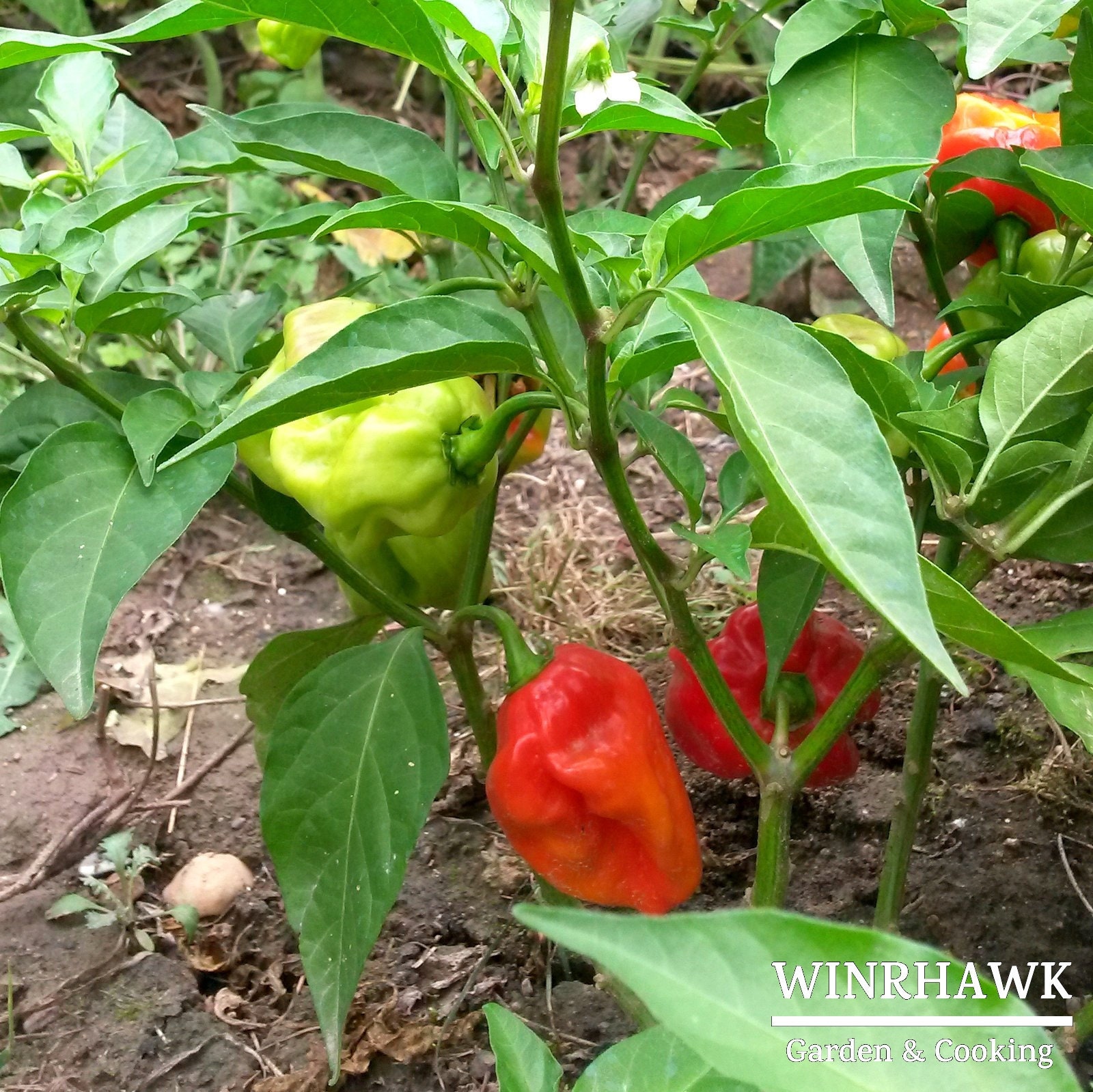 Graines de Piment Bondamanjak Rouge 10 Graines - Antillais Capsicum Chinense Jacq Martinique