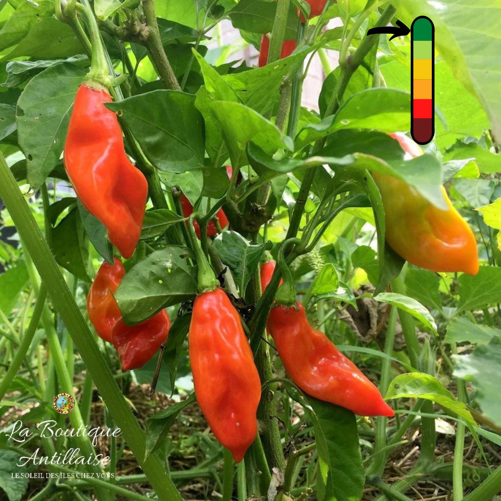 Piment Végétarien Jeune Plant