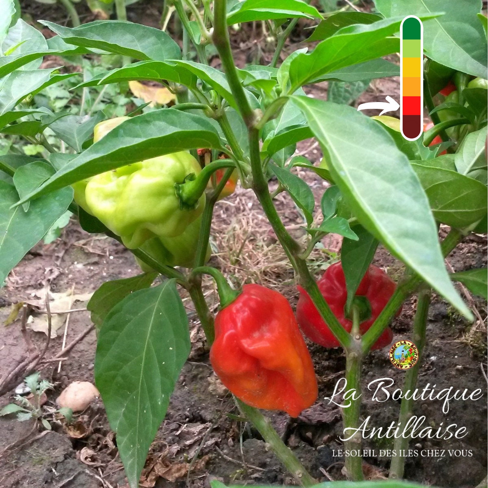 Piment Antillais Bondamanjak Rouge Jeune Plant